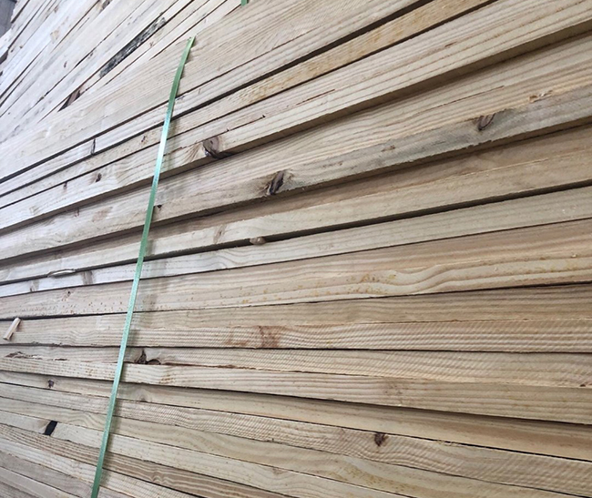 鄯善巴西松